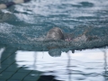 schulschwimmen_2015_-136