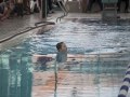 schulschwimmen_2015_-25